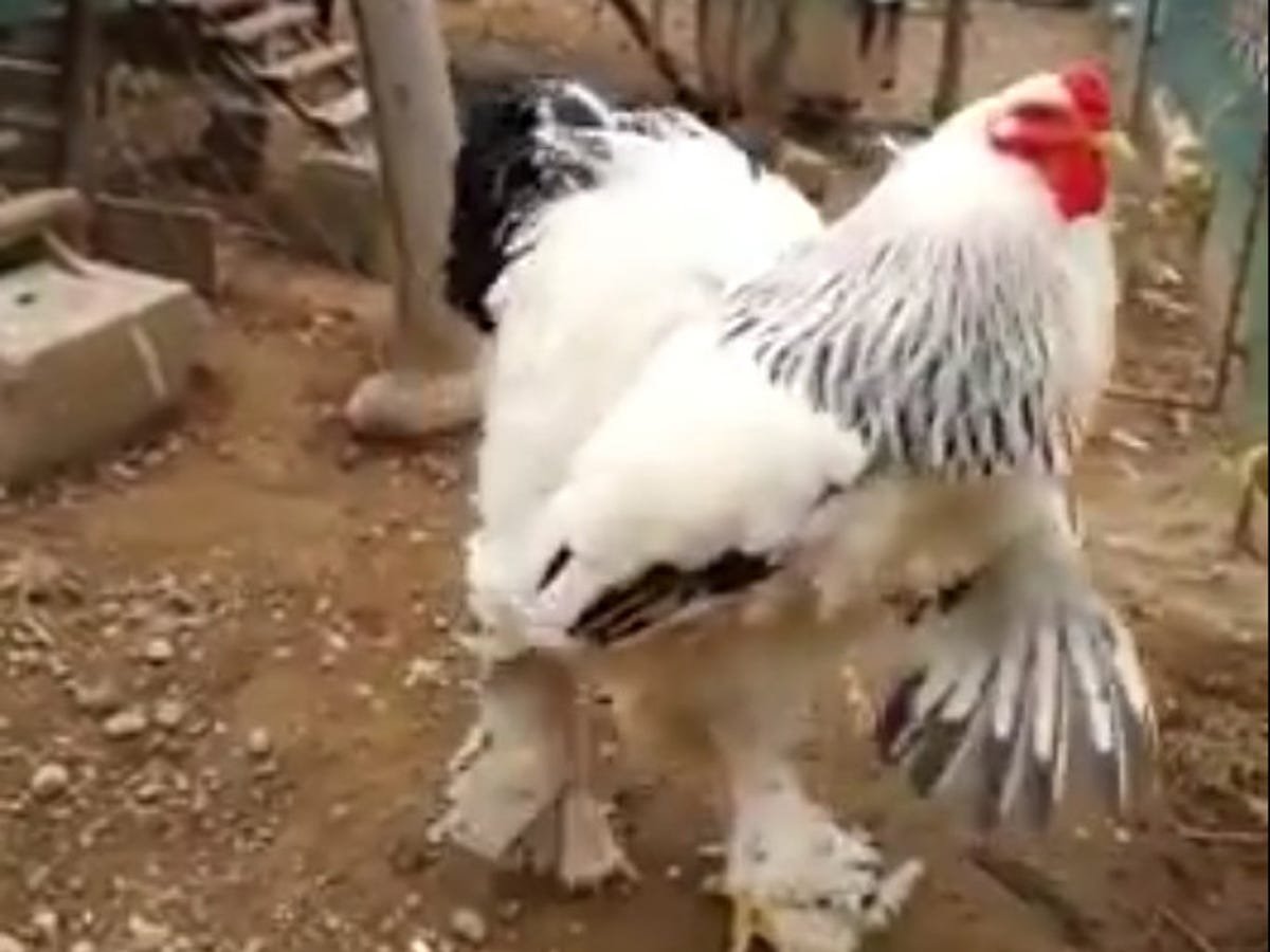 nằm mơ thấy đá gà,Nằm Mơ Thấy Đá Gà: Ý Nghĩa và Ý Tưởng Đằng Sau Giấc Mơ nằm mơ thấy đá gà,Nằm Mơ Thấy Đá Gà: Ý Nghĩa và Ý Tưởng Đằng Sau Giấc Mơ