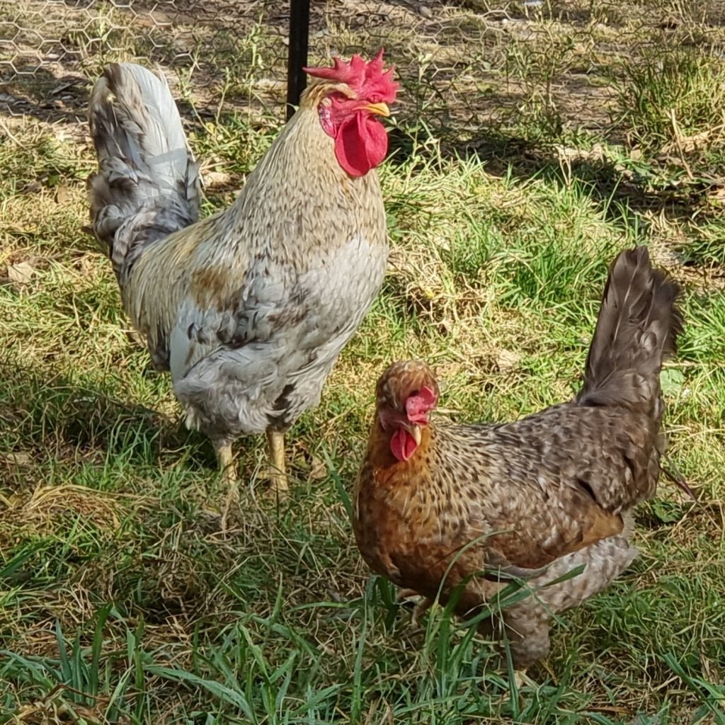 cách vẽ gà đá cách vẽ gà đá