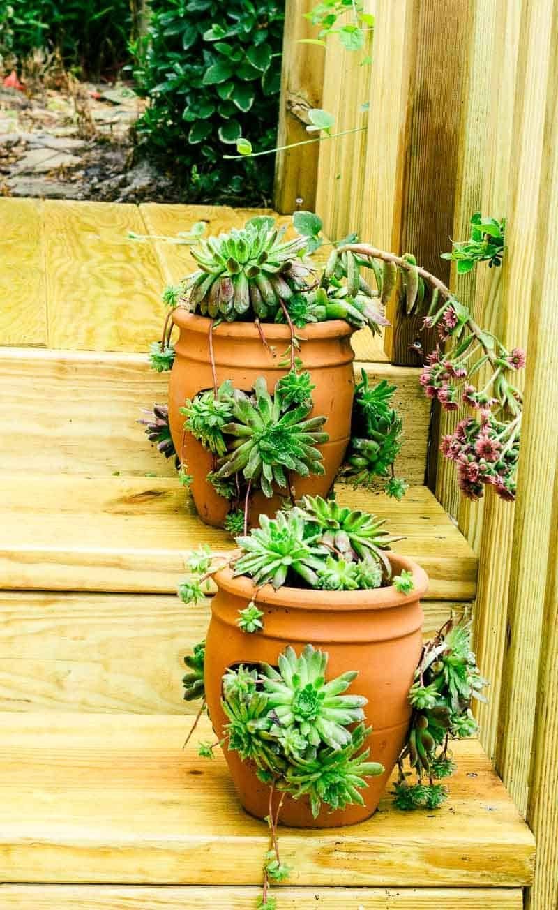 đá gà thomo trực tiếp hôm nay.com