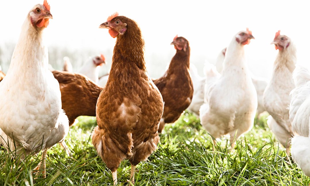 xem đá gà miền nam,Đá Gà Miền Nam: Đặc Điểm Độ C và Những Bí Quyết Thắng Lớn