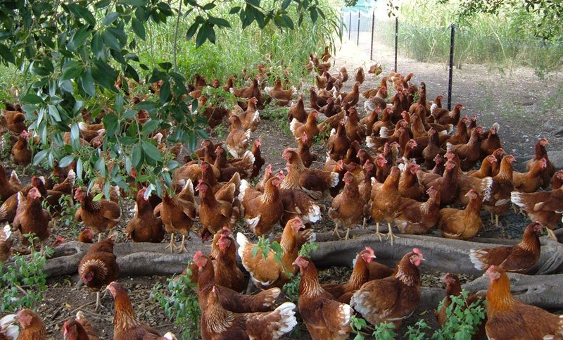 đá gà thomo 369,Đá Gà Thomo 369: Đặc Điểm, Cách Chơi, và Kinh Nghiệm đá gà thomo 369,Đá Gà Thomo 369: Đặc Điểm, Cách Chơi, và Kinh Nghiệm