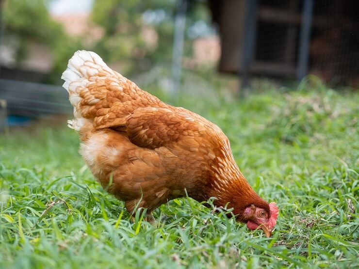 thuốc gà đá nam nguyễn chấm com thuốc gà đá nam nguyễn chấm com