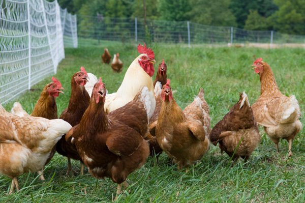 xem đá gà trực tiếp thomo ngày hôm nay,Giới Thiệu Độ C Xem Đá Gà Trực Tiếp Thomo Ngày Hôm Nay xem đá gà trực tiếp thomo ngày hôm nay,Giới Thiệu Độ C Xem Đá Gà Trực Tiếp Thomo Ngày Hôm Nay