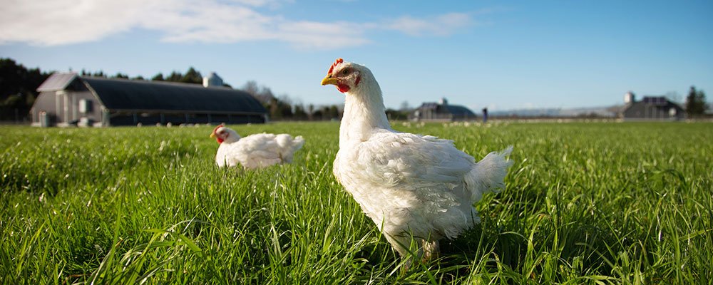 coi màu mạng gà đá,Coi Màu Mạng Gà Đá: Một Sự Kết Hợp Độc Đáo và Đầy Màu Sắc coi màu mạng gà đá,Coi Màu Mạng Gà Đá: Một Sự Kết Hợp Độc Đáo và Đầy Màu Sắc