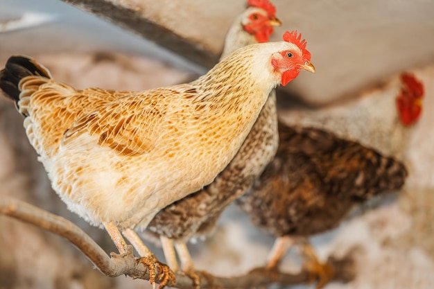 cách xem chân gà chọi đá hay,Cách xem chân gà chọi đá cách xem chân gà chọi đá hay,Cách xem chân gà chọi đá