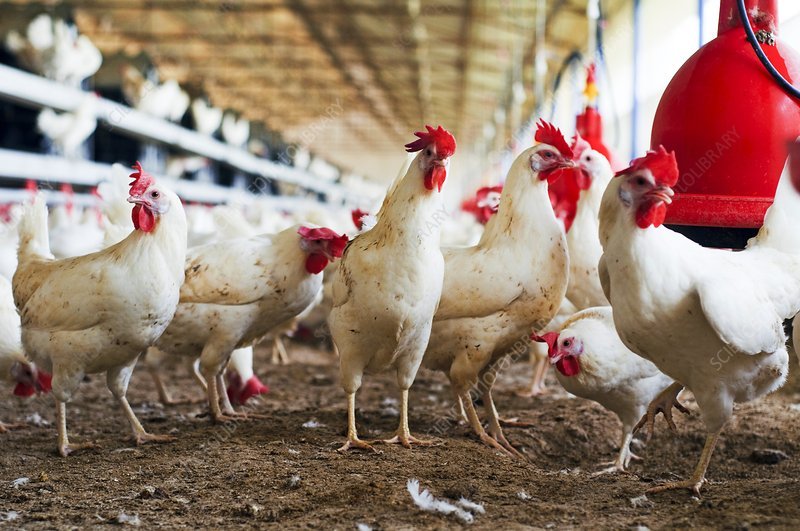 mô hình trang trại nuôi gà đá mô hình trang trại nuôi gà đá