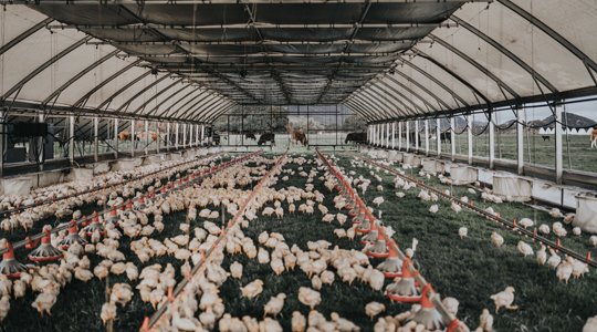 xem ngày gà đá,Chi Tiết Độ C Giới Thiệu Bài Viết: “Xem Ngày Gà Đá” – Phương Pháp Đoán Định Tương Lai Trong Chăn Nuôi Gà xem ngày gà đá,Chi Tiết Độ C Giới Thiệu Bài Viết: “Xem Ngày Gà Đá” – Phương Pháp Đoán Định Tương Lai Trong Chăn Nuôi Gà