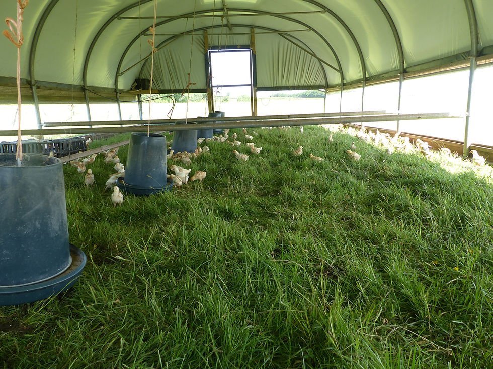 trực tiếp đá gà thomo hôm nay c2 trực tiếp đá gà thomo hôm nay c2