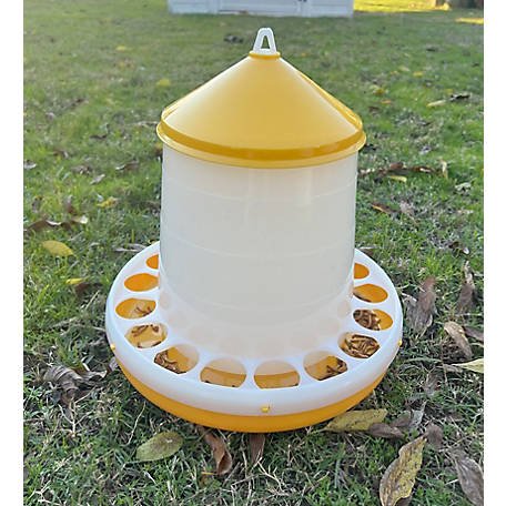 cách xem tướng gà tre đá hay,1. Đặc điểm ngoại hình cách xem tướng gà tre đá hay,1. Đặc điểm ngoại hình