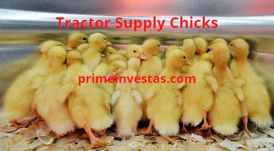 cách vô mồi gà tre đá,1. Hiểu Về Gà Tre Đá cách vô mồi gà tre đá,1. Hiểu Về Gà Tre Đá