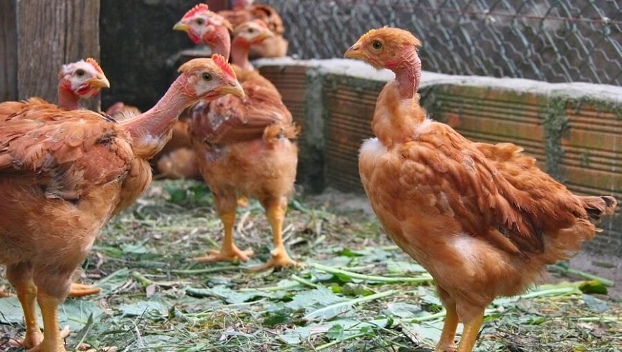 đá mài cựa gà,Đá Mài Cựa Gà: Công Dụng, Cách Sử Dụng và Lưu Ý Khi Sử Dụng đá mài cựa gà,Đá Mài Cựa Gà: Công Dụng, Cách Sử Dụng và Lưu Ý Khi Sử Dụng