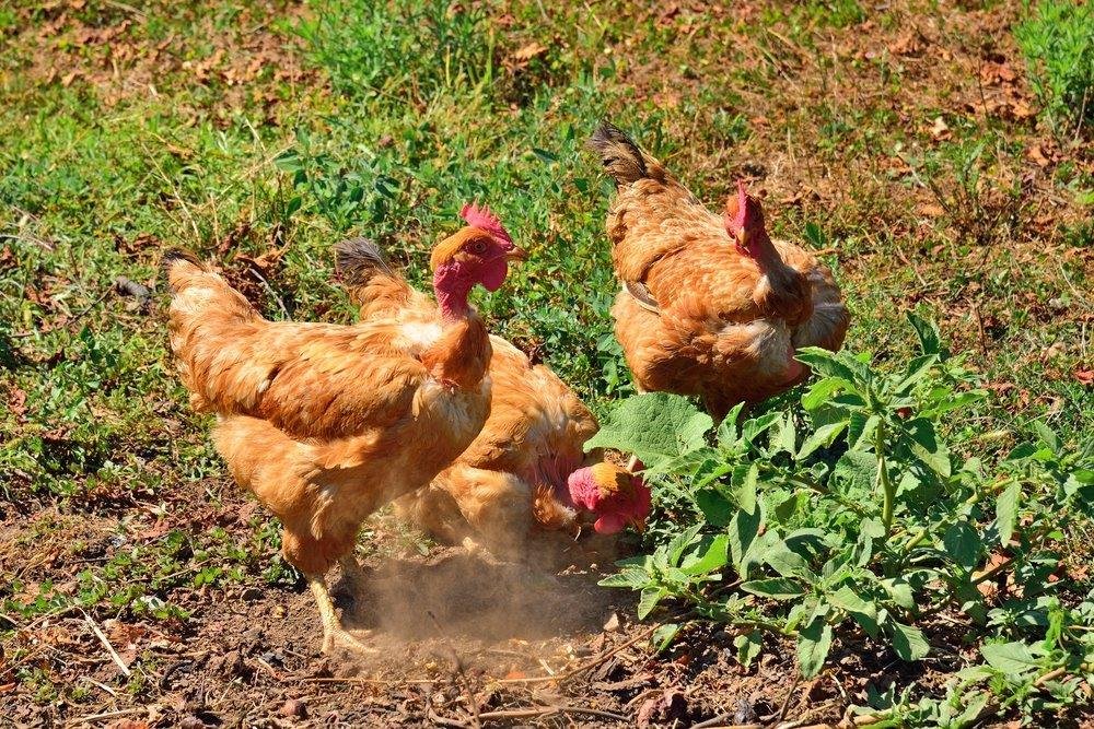 trực tiếp đá gà c1 hôm nay 888 trực tiếp đá gà c1 hôm nay 888
