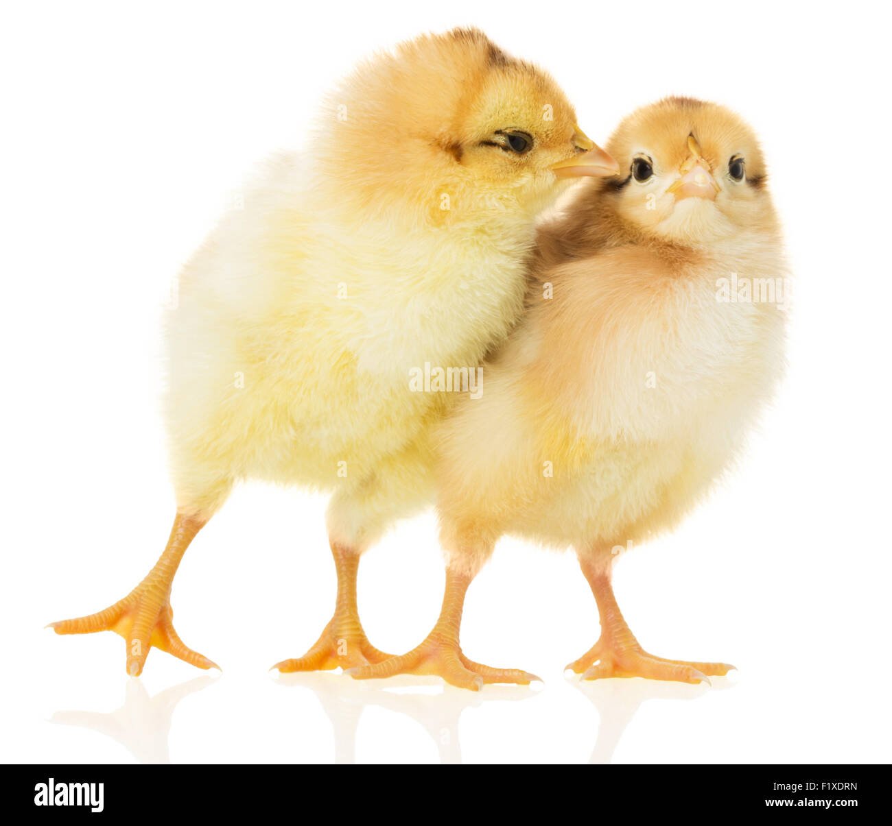 đá gà tại đồng tháp,Giới thiệu đá gà tại đồng tháp,Giới thiệu