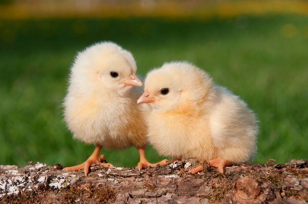 cách xả nghệ cho gà đá,Cách Xả Nghệ Cho Gà Đá: Bí Quyết Đảm Bảo Hiệu Quả Tối Ưu cách xả nghệ cho gà đá,Cách Xả Nghệ Cho Gà Đá: Bí Quyết Đảm Bảo Hiệu Quả Tối Ưu