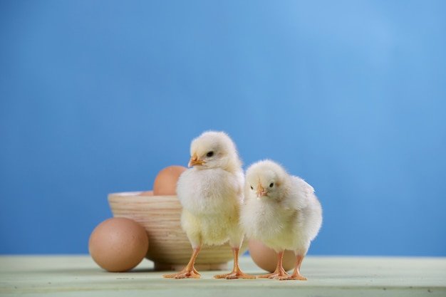 cách nuôi gà đá cựa sắt,1. Chọn Gà Đá Cựa Sắt cách nuôi gà đá cựa sắt,1. Chọn Gà Đá Cựa Sắt