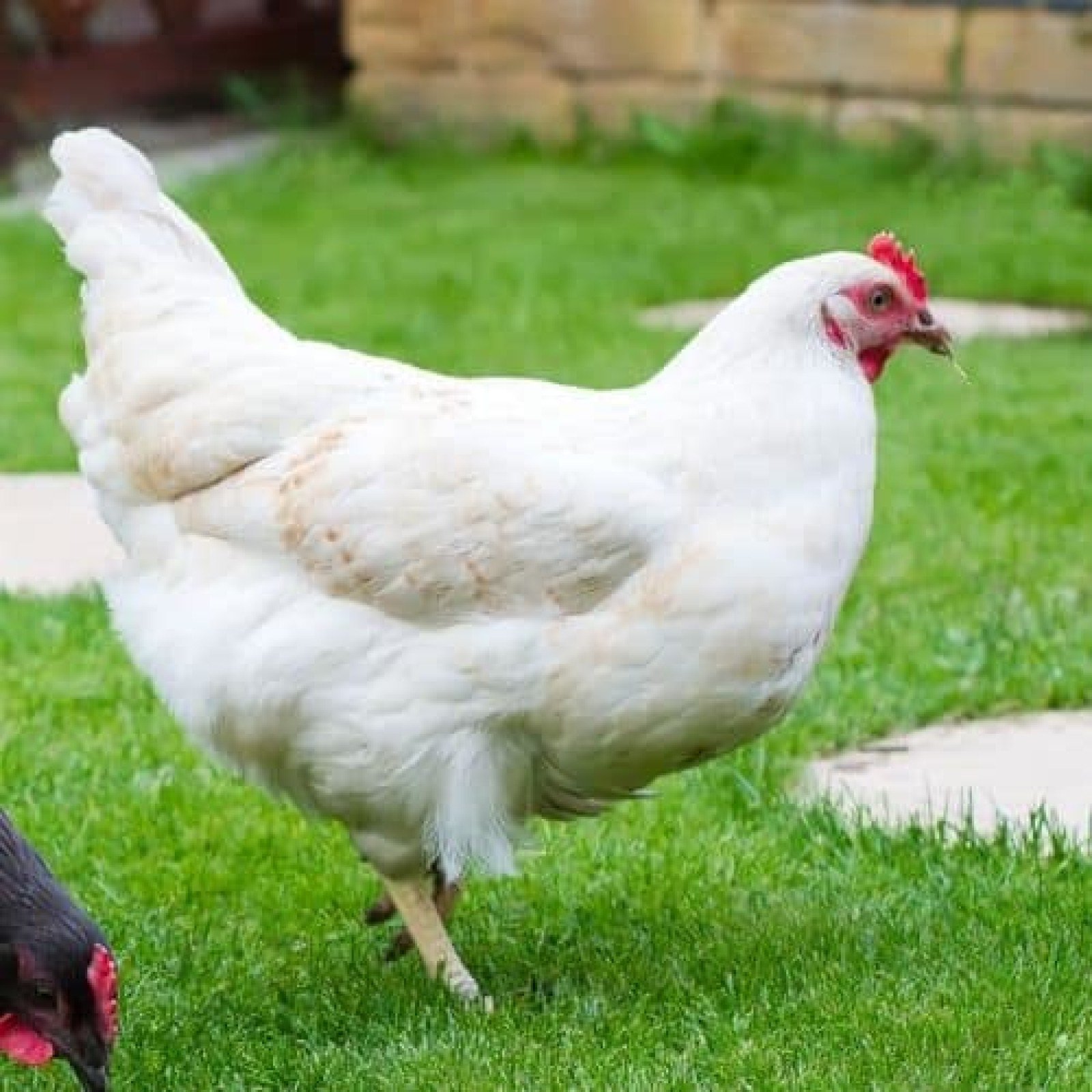 đỉnh hương gà chọi chó đá quảng ninh,Đỉnh Hương Gà Chọi – Chó Đá Quảng Ninh: Điểm Đến Không Thể Bỏ Qua đỉnh hương gà chọi chó đá quảng ninh,Đỉnh Hương Gà Chọi – Chó Đá Quảng Ninh: Điểm Đến Không Thể Bỏ Qua