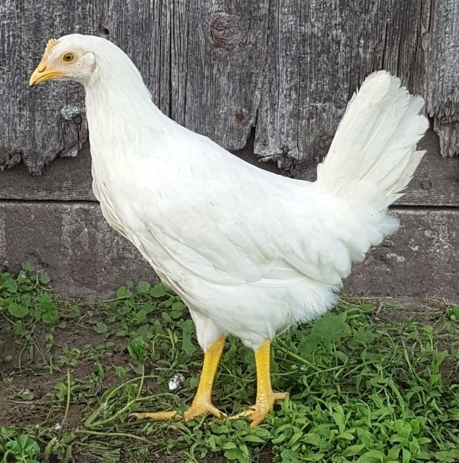 xem gà đá hay xem gà đá hay