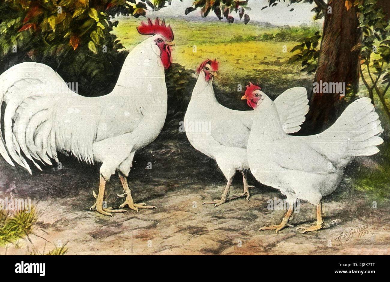 thuốc gà đá giá sỉ thuốc gà đá giá sỉ