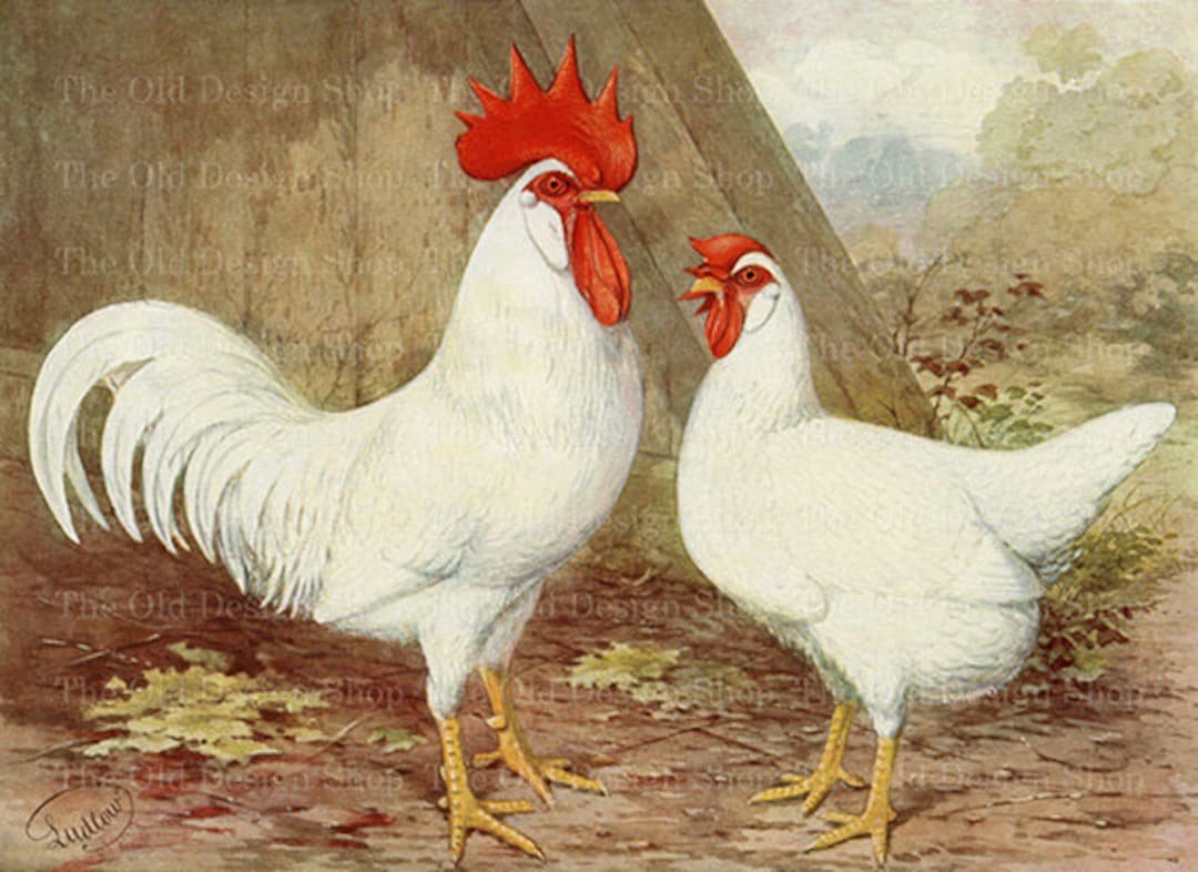 gà đá đòn độc gà đá đòn độc