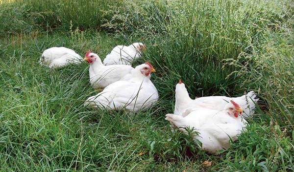 cám ngũ cốc cho gà đá,Cám Ngũ Cốc Cho Gà Đá: Đặc Điểm, Lợi Ích và Cách Chọn