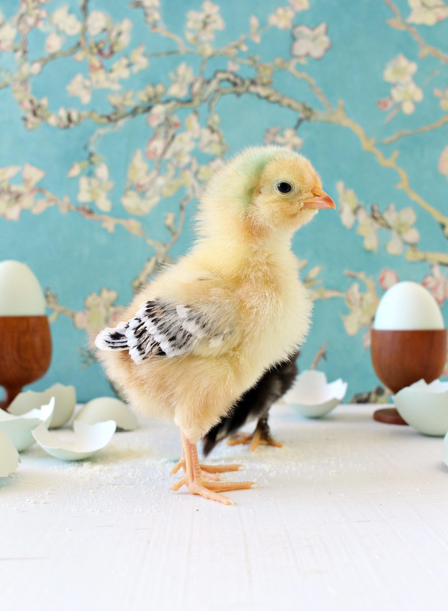 mô hình nuôi gà đá ở bến tre,Mô hình nuôi gà đá ở Bến Tre: Bí ẩn và Độc đáo mô hình nuôi gà đá ở bến tre,Mô hình nuôi gà đá ở Bến Tre: Bí ẩn và Độc đáo