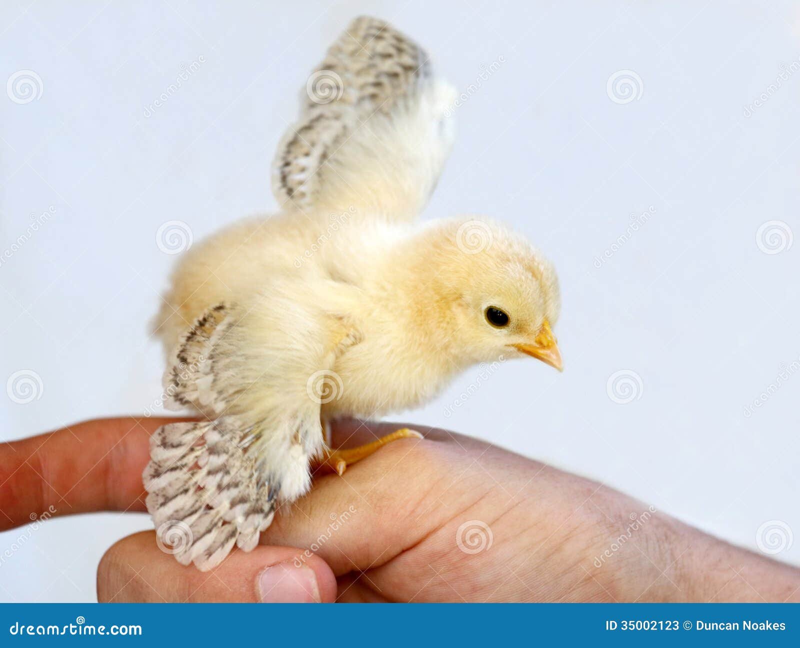 bắt đá gà huyện bình tân,Bắt đá gà huyện Bình Tân: Lời cảnh báo và những điều cần biết bắt đá gà huyện bình tân,Bắt đá gà huyện Bình Tân: Lời cảnh báo và những điều cần biết