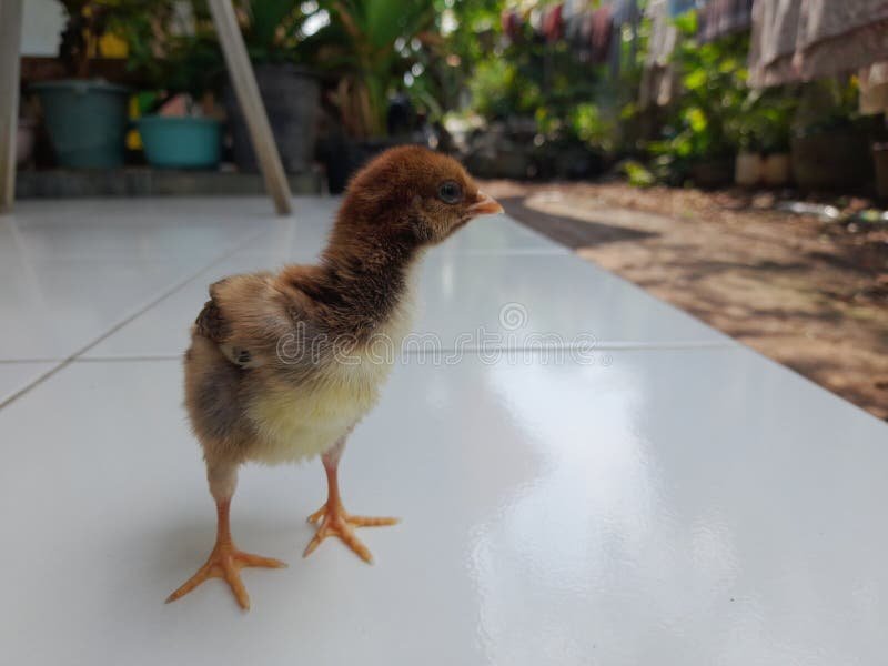luộc gà xong ngâm nước đá,Luộc gà xong ngâm nước đá: Cách làm món gà ngon tuyệt hảo luộc gà xong ngâm nước đá,Luộc gà xong ngâm nước đá: Cách làm món gà ngon tuyệt hảo