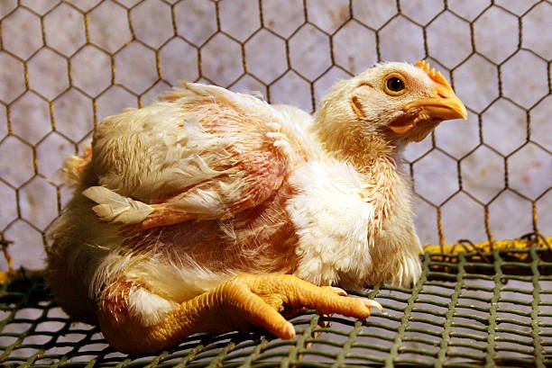 trực tiếp đá gà c1 hôm nay trực tiếp đá gà c1 hôm nay