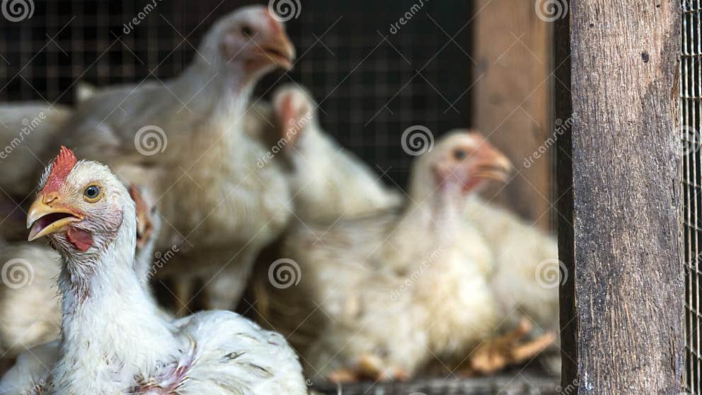chân gà đá hay,Chân Gà Đá – Thứ Hai Cho Tiêu Đề Bài Viết Đặc Biệt chân gà đá hay,Chân Gà Đá – Thứ Hai Cho Tiêu Đề Bài Viết Đặc Biệt