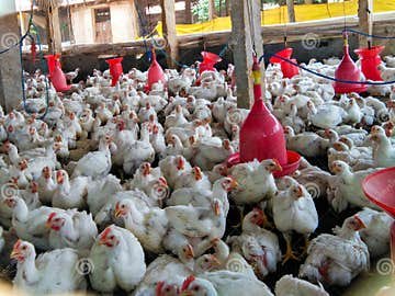 gà chọi bao nhiêu tháng thì đá được gà chọi bao nhiêu tháng thì đá được