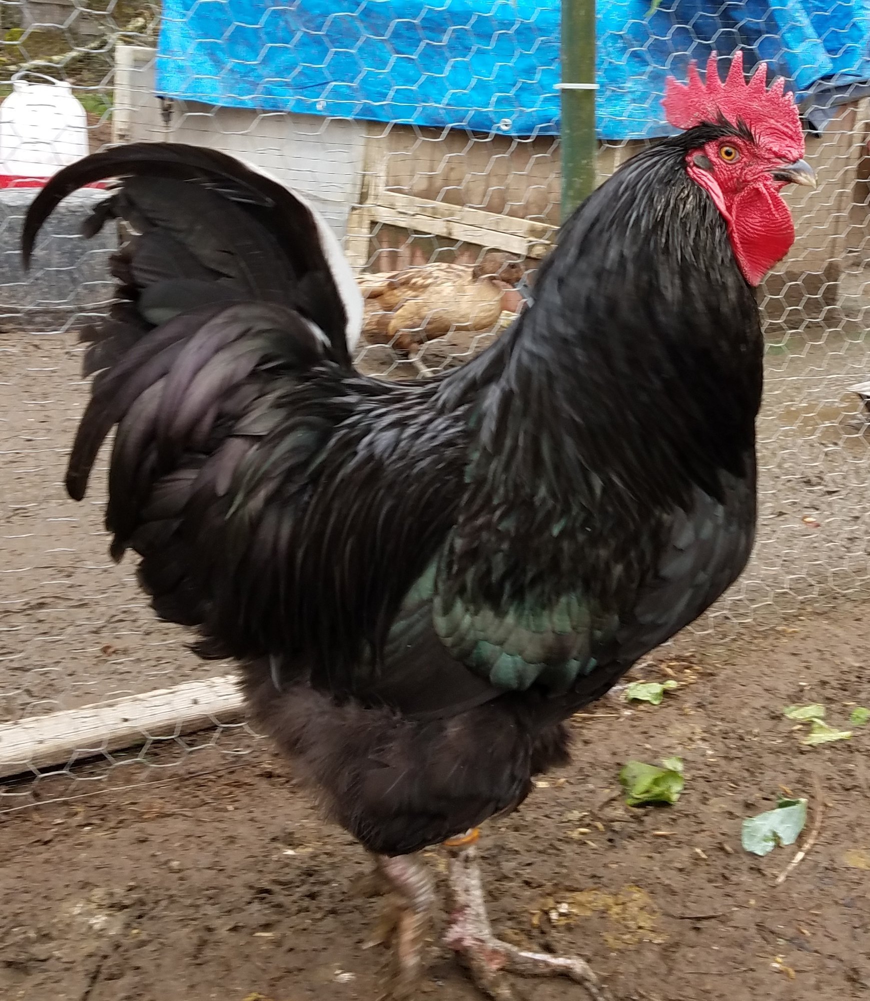 cách xem tướng gà đá,Cách Xem Tướng Gà Đá: Bí Quyết Đánh Bại Đối Thủ Trong Cuộc Đấu Gà cách xem tướng gà đá,Cách Xem Tướng Gà Đá: Bí Quyết Đánh Bại Đối Thủ Trong Cuộc Đấu Gà