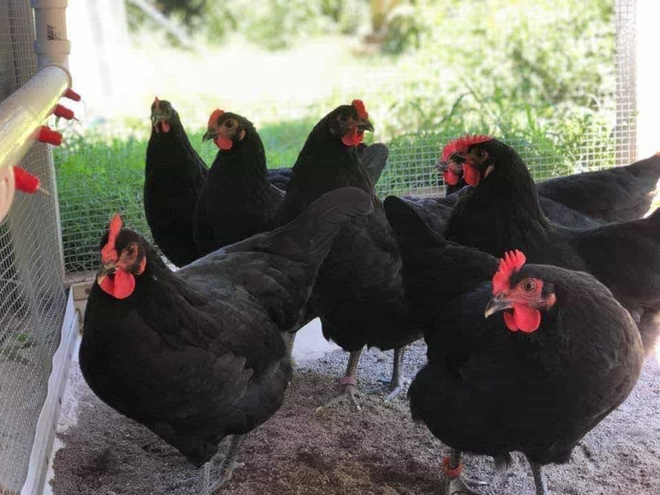 xem đá gà quốc tế xem đá gà quốc tế