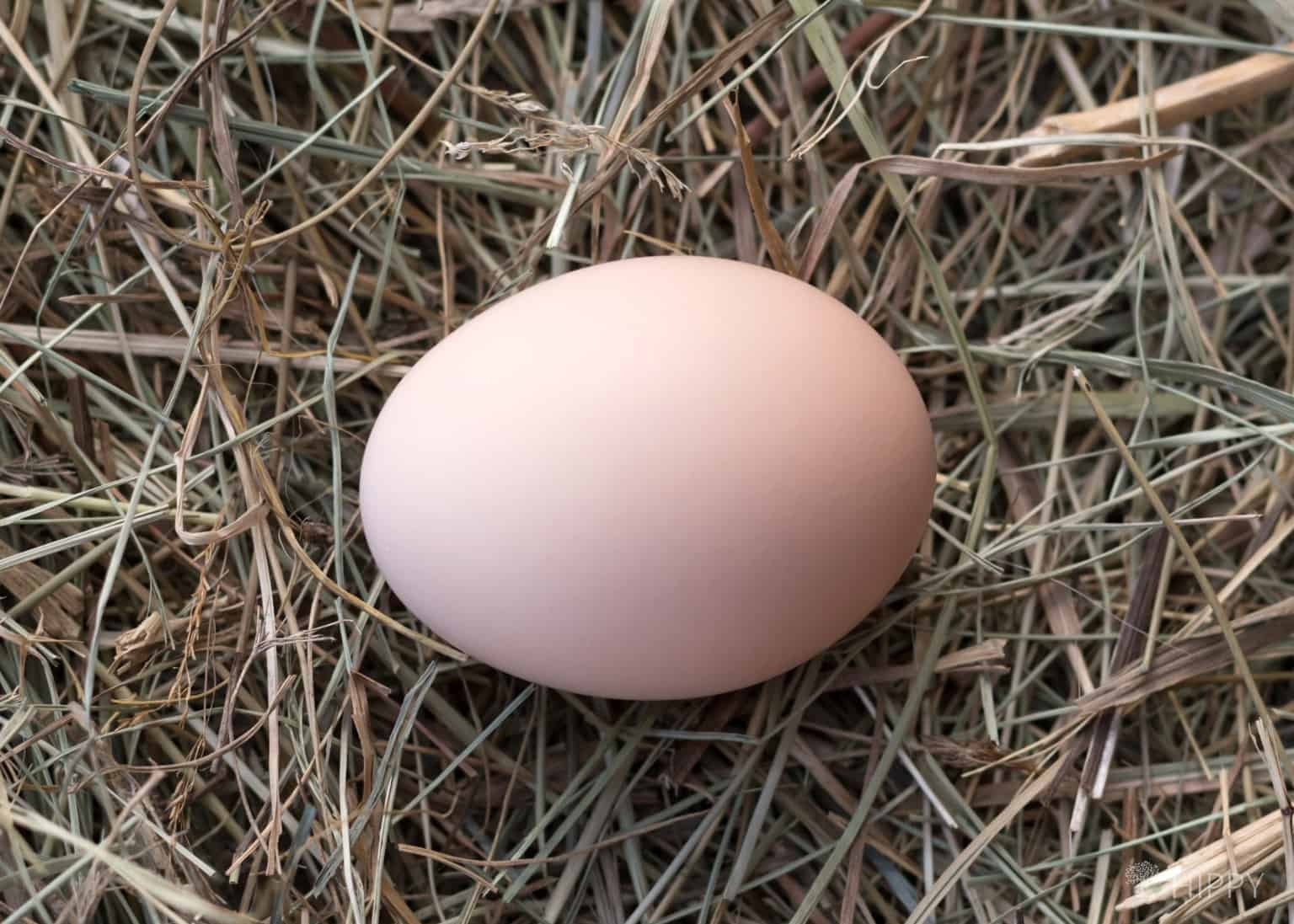 xem đá gà tiền tỷ xem đá gà tiền tỷ