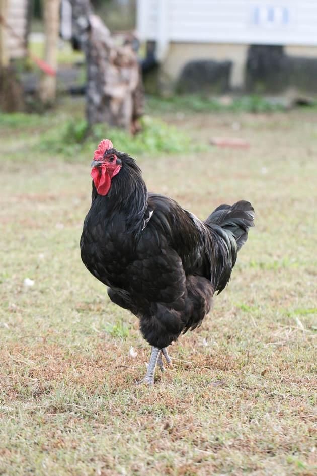 thuốc gà đá quân cần thơ