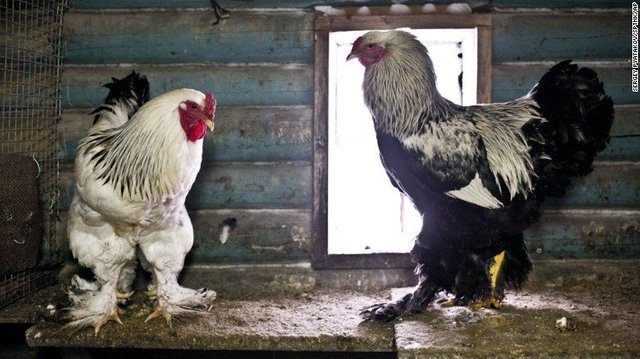 coi đá gà trực tiếp,Coi đá gà trực tiếp: Kinh nghiệm và mẹo hay để tận hưởng trải nghiệm xem đá gà trực tuyến coi đá gà trực tiếp,Coi đá gà trực tiếp: Kinh nghiệm và mẹo hay để tận hưởng trải nghiệm xem đá gà trực tuyến