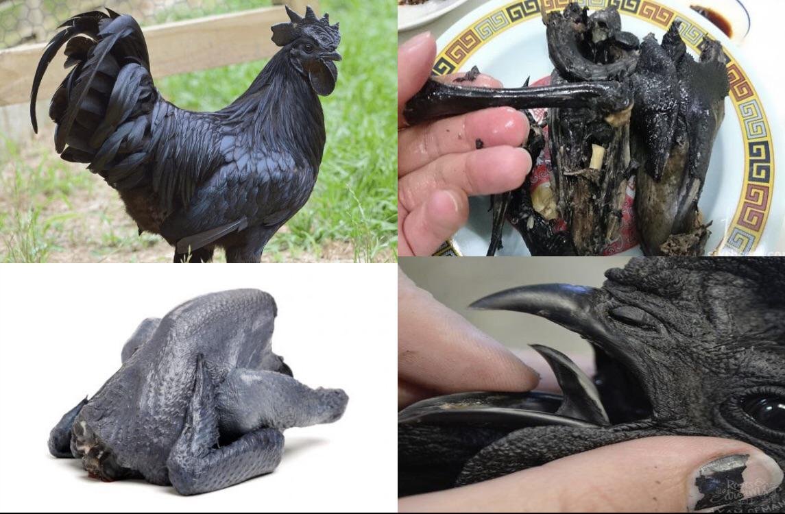 thuốc nuôi gà đá tốt nhất hiện nay