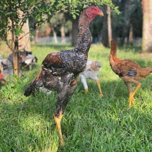 đá gà trực tiếp thomo ngày 13 tháng 11,Đá gà trực tiếp Thomo ngày 13 tháng 11: Thứ hai, cuộc chiến không thể bỏ lỡ đá gà trực tiếp thomo ngày 13 tháng 11,Đá gà trực tiếp Thomo ngày 13 tháng 11: Thứ hai, cuộc chiến không thể bỏ lỡ