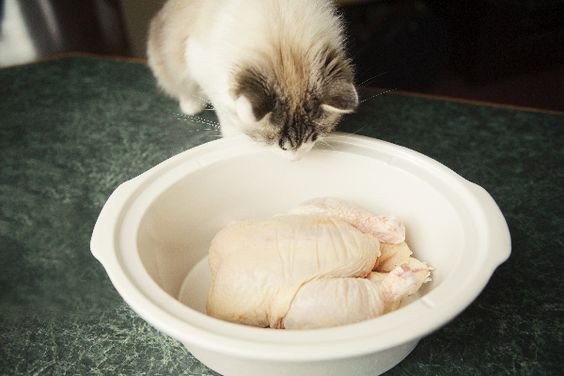 huấn luyện gà đá,Giới Thiệu Bài Viết: Huấn Luyện Gà Đá – Bí Quyết Thành Công Trong Thể Thao huấn luyện gà đá,Giới Thiệu Bài Viết: Huấn Luyện Gà Đá – Bí Quyết Thành Công Trong Thể Thao
