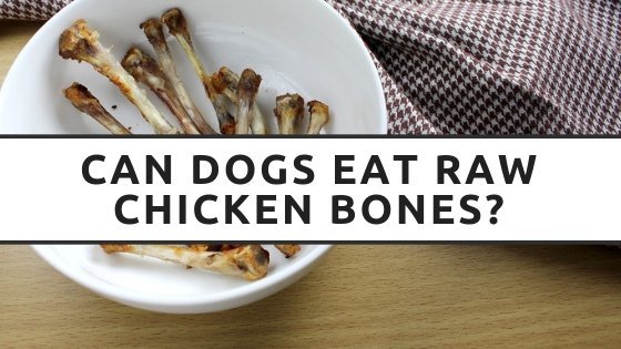 gà đá vảy vấn sáu gà đá vảy vấn sáu