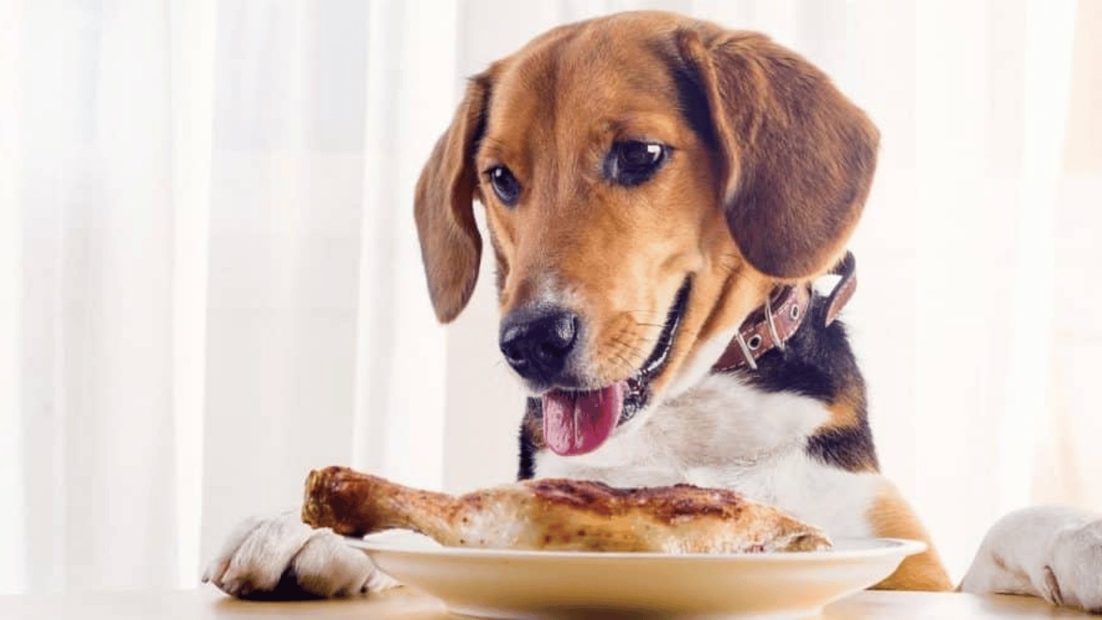 đá gà thomo trực tiếp hôm nay nhanh nhất,Đá gà Thomo trực tiếp hôm nay: Cập nhật nhanh nhất đá gà thomo trực tiếp hôm nay nhanh nhất,Đá gà Thomo trực tiếp hôm nay: Cập nhật nhanh nhất