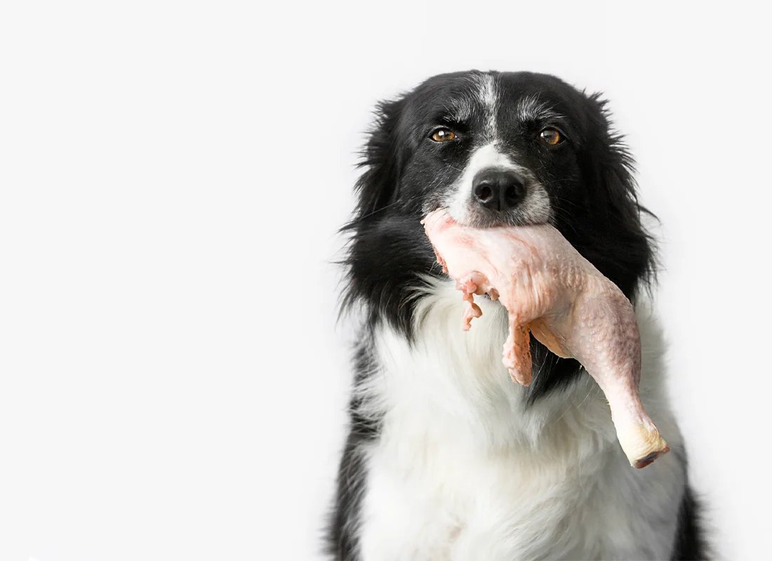 cách chọn gà tre đá cựa sắt hay cách chọn gà tre đá cựa sắt hay