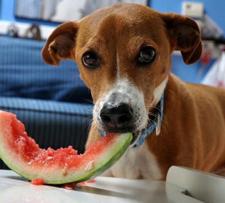 luật đá gà thomo,Luật Đá Gà Thomo Thứ Hai: Đặc Điểm và Cách Chơi