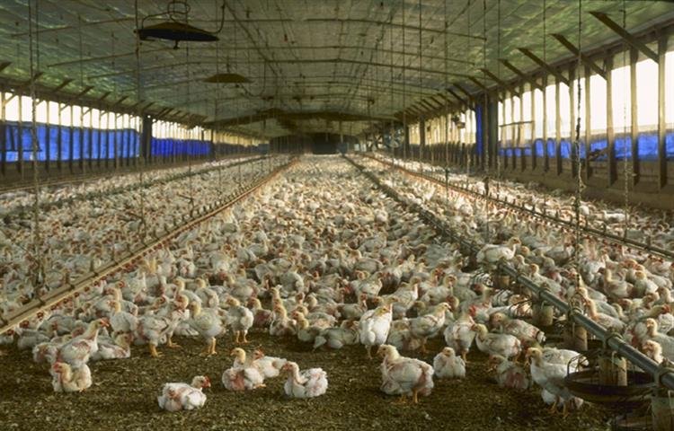 hội những người thích xem đá gà,Đặc Biệt: Hội Những Người Thích Xem Đá Gà Thứ Hai