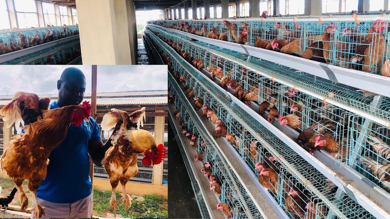 trực tiếp đá gà thomo hôm nay thứ năm,Trực tiếp đá gà Thomo hôm nay thứ năm – Thứ hai trực tiếp đá gà thomo hôm nay thứ năm,Trực tiếp đá gà Thomo hôm nay thứ năm – Thứ hai